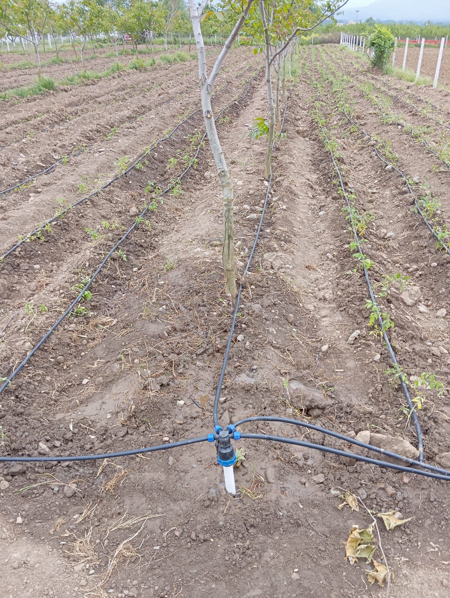  Tarla Damlama Sulama Sistemi